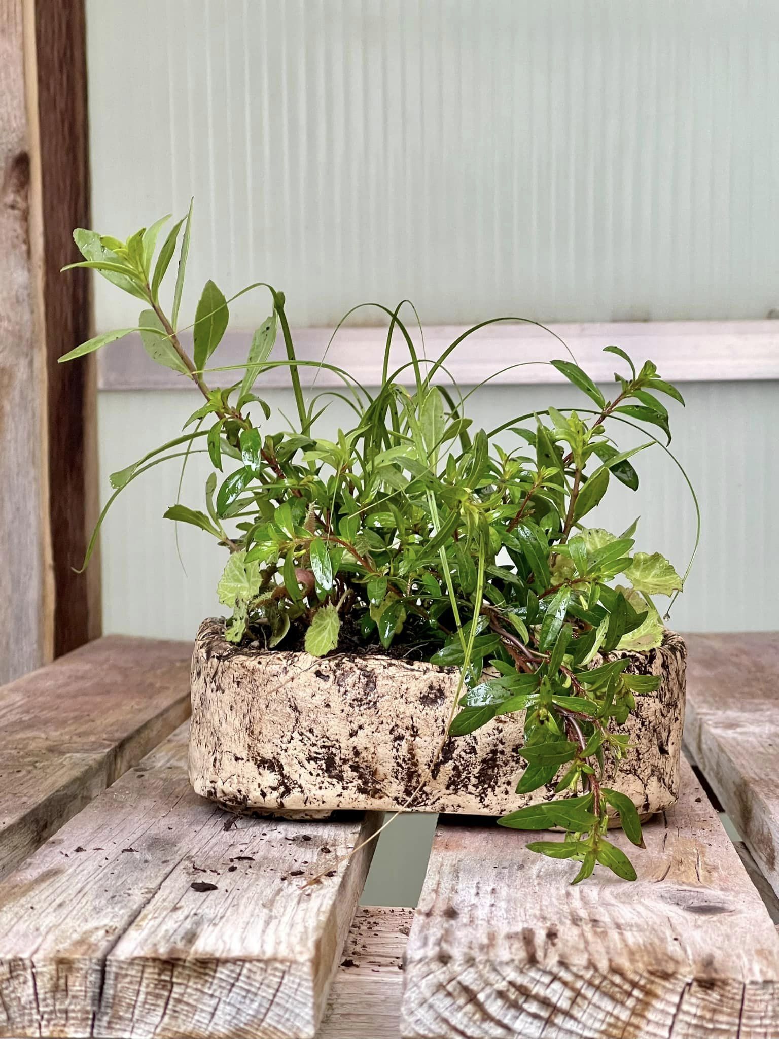 Faux Limestone Handmade Bonsai Kusamono or Succulent Pot - Little Pots by KK